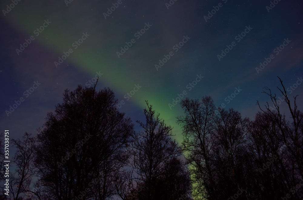 Fototapeta premium beautiful aurora borealis dancing over tree tops in autumn