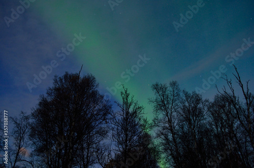 beautiful aurora borealis dancing over tree tops in autumn © Arcticphotoworks