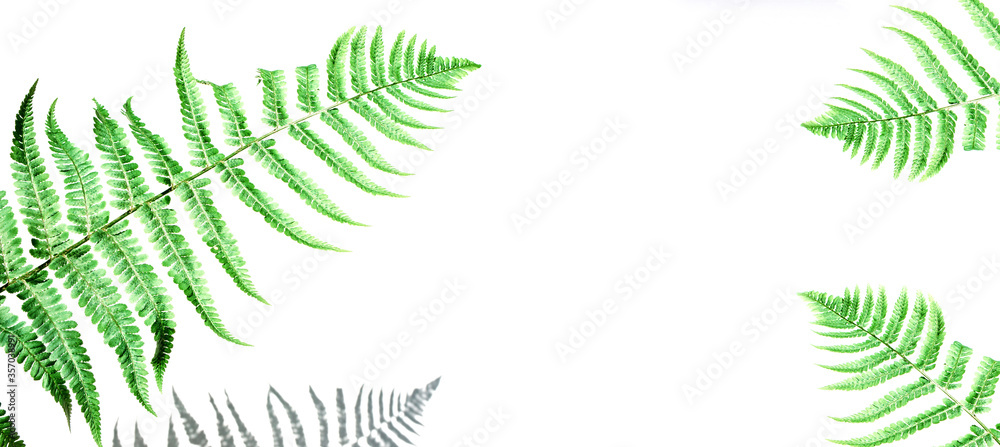 Fern and its shadow on white background with beautiful shadows, green leaves of the plant for banner