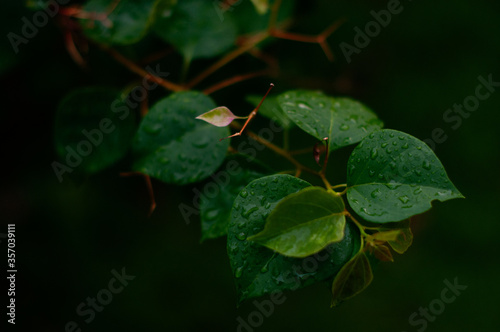 Drops of water after rain on green leaves on a dark background.