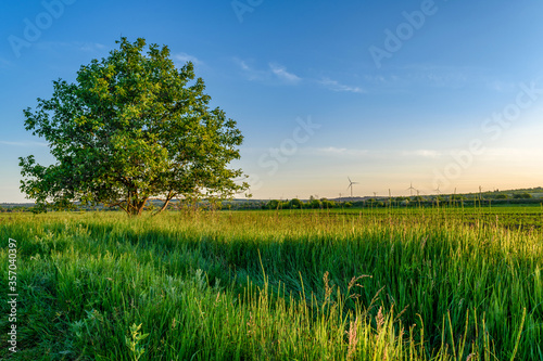 landscape with a tree