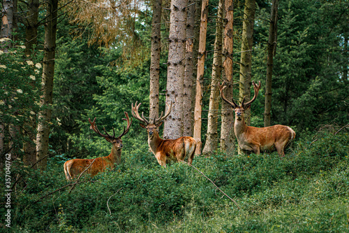 Drei Hirsche auf einer Waldlichtung mit Blick zur Kamera