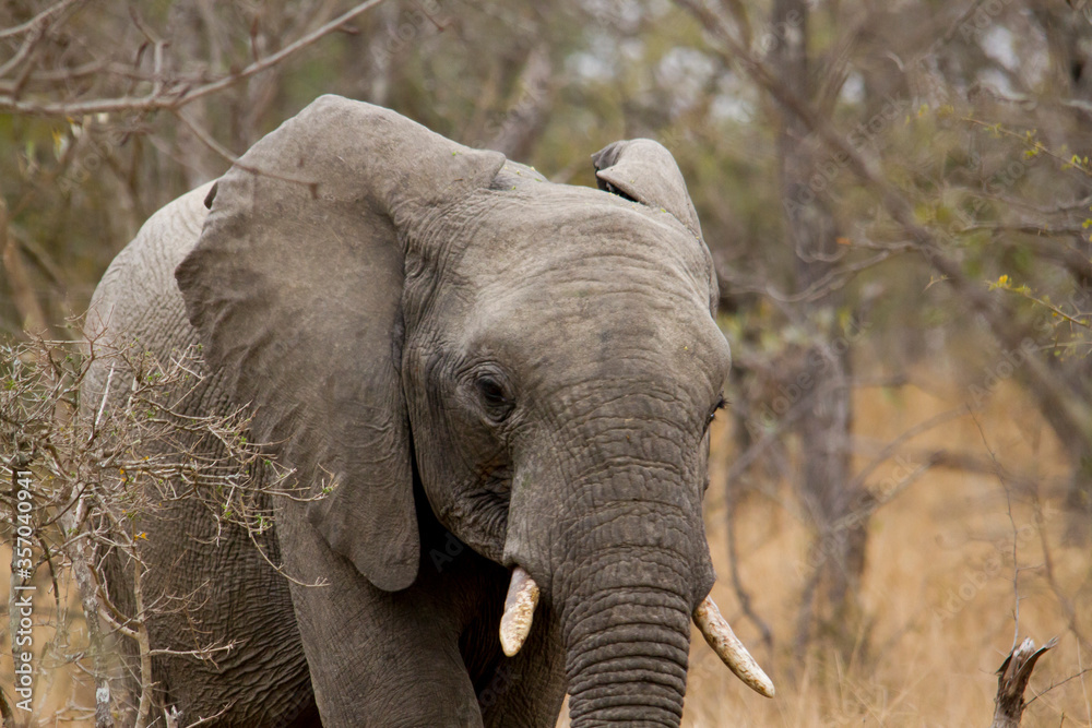 Juvenile African elephant in the African savannah in Kruger park.