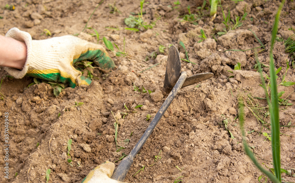 Hands in gloves plant seedlings and water the beds in the summer heat. Hands in gloves plant seedlings and water the beds in the summer heat.