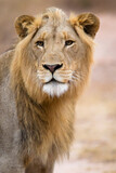 Young lion walking through the African savannah.