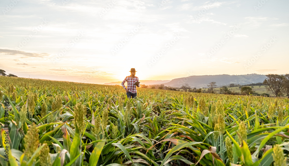 Agronomist holds tablet touch pad computer in the corn field and examining crops before harvesting. Agribusiness concept. Brazilian farm. Agronomist holds tablet touch pad computer in the corn field and examining crops before harvesting. Agribusiness concept. Brazilian farm.