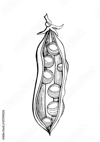 Оpen pea pod.Graphic black and white image of peas drawn in black marker. Trace