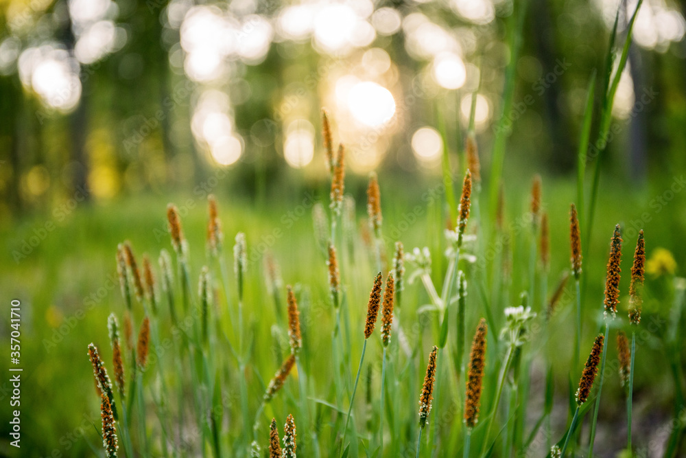 Fototapeta premium trawy