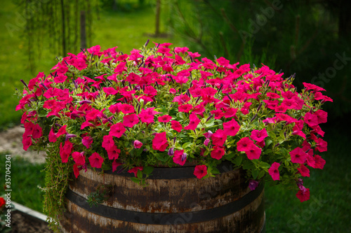  Red flowers in a barrel