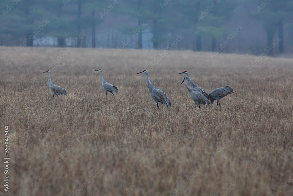 Sandhill cranes in a foggy field. Sandhill cranes in a foggy field.
