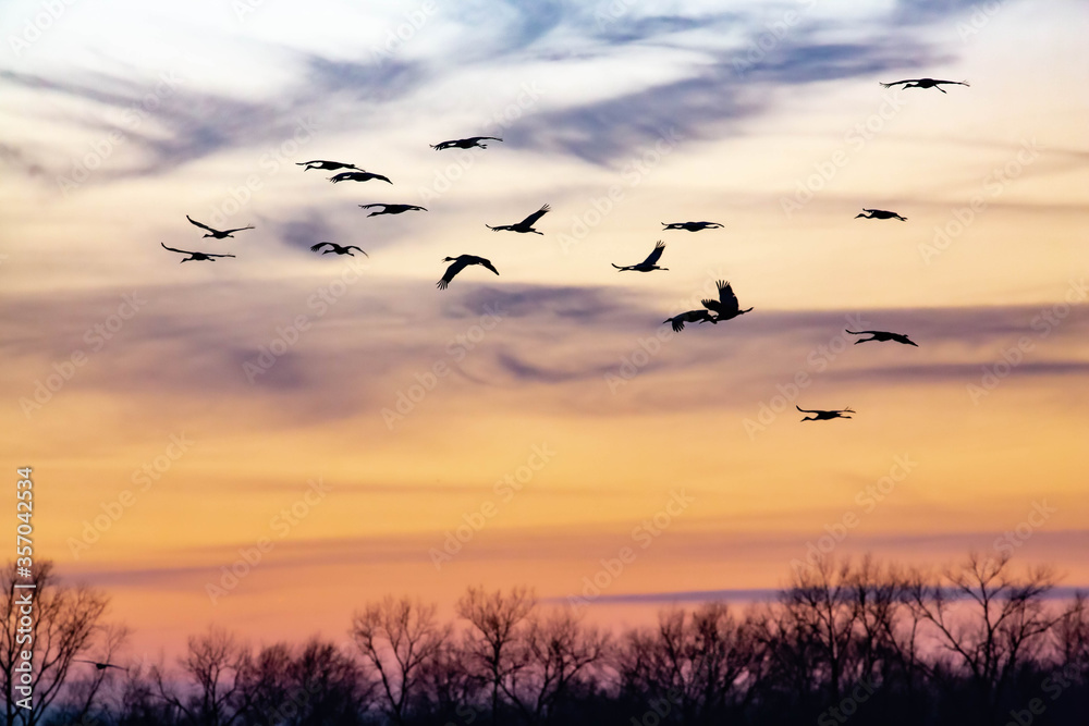 Fototapeta premium Sandhill cranes at sunset.