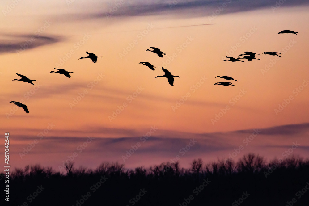 Sandhill cranes landing at sunset.