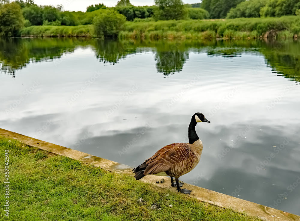  Canadian goose (Branta canadensis) on the quay heading on the River Bure in the Norfolk village of Coltishall