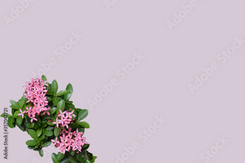 bunch of pink flowers with leaves