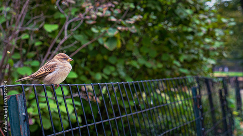 Wild bird perched on wire fence in Central Park New York.