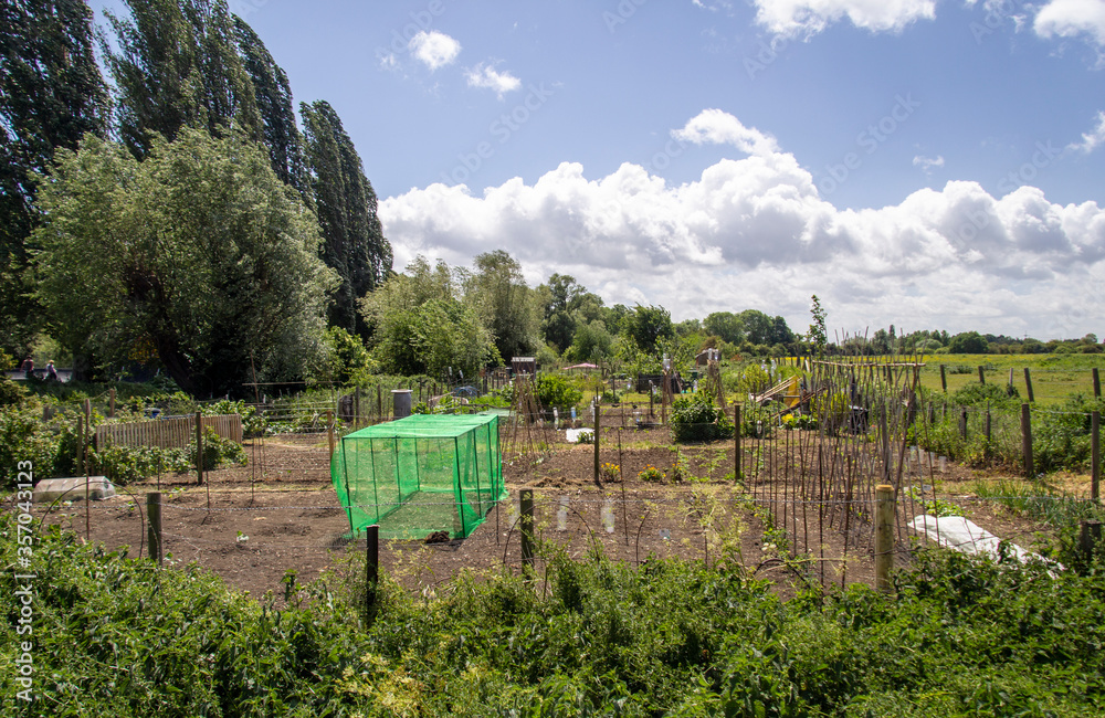 Urban garden allotments on a beautiful summers day