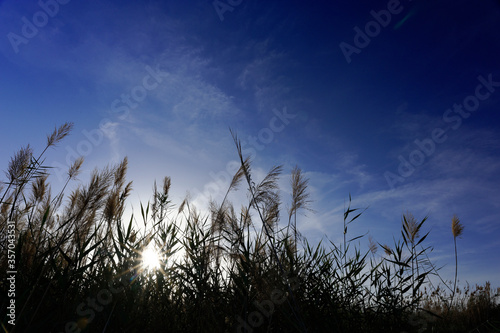 Pampa Grass shadows over a beautiful bleu sky at sunset