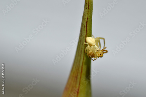 Crab Eating Spider 05