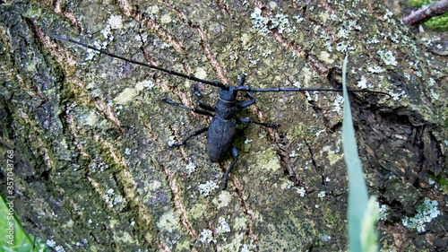 Life in the hills – cerambycidae on tree. Emilia-romagna, above 600 meters photo