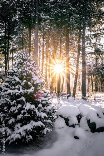 Sun rays coming through trees in snowy forest