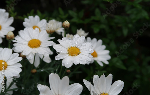 Daisies with rain drops