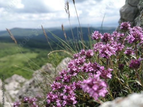 Thyme herb on the rocks with mountain background photo