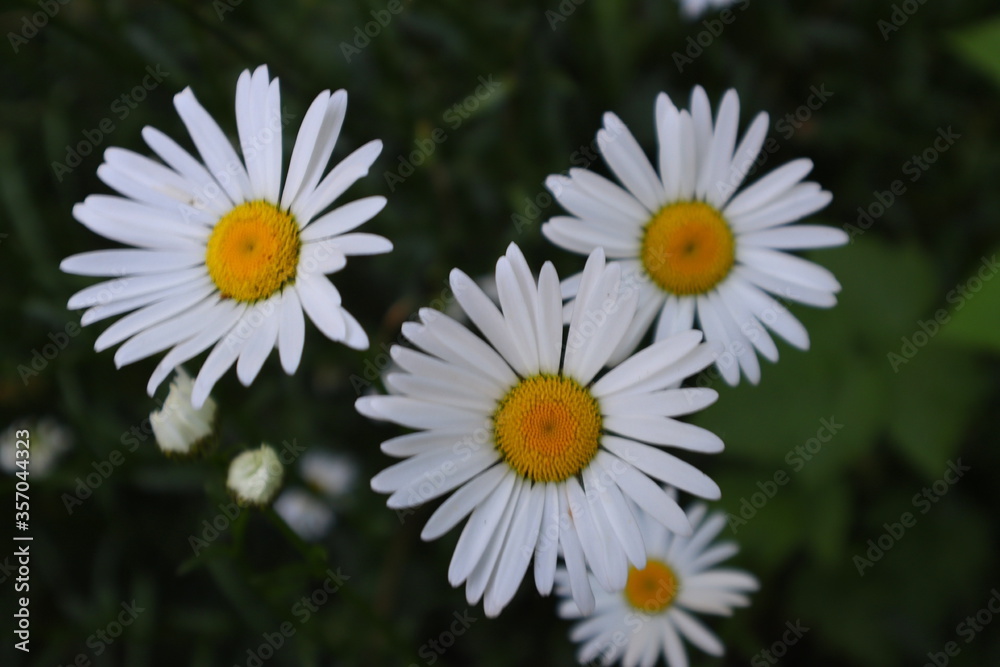 Fototapeta premium white daisies in a garden