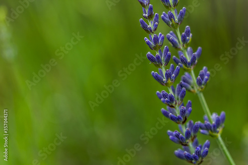 Lavender in rustic style on green background..