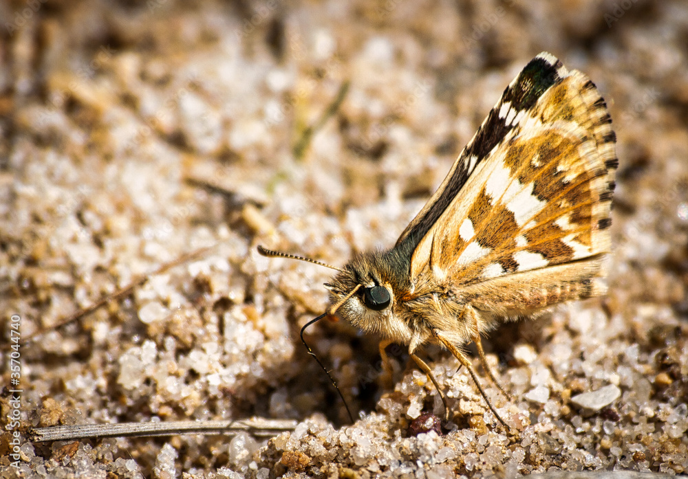 Obraz premium Brown butterfly with black eyes perched on the ground drinking water from the earth