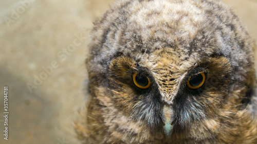 Owl baby on a black background, with yellow eyes and colorful plumage staring.
