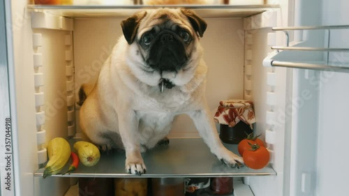 Funny fat pug dog sitting into the refrigerator on the shelf, looking for food or rescue from heat