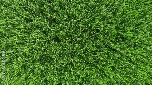 Aerial top down view of fresh green grass in meadow. Corn plants field, daylight, agricultural industry. Natural texture background, young wheat sprouts waving in wind. Harvest organic cultivate