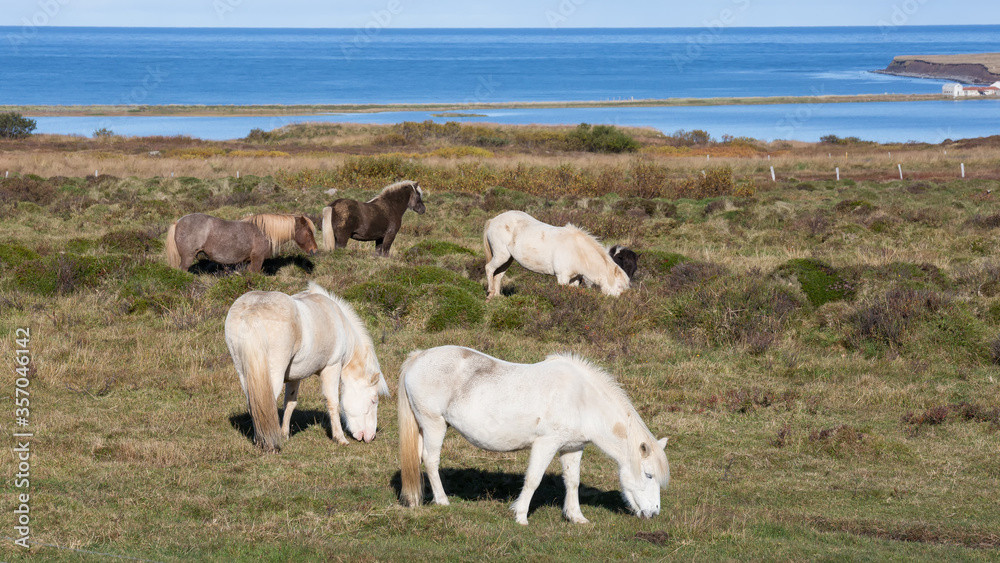 Fototapeta premium Islandpferde auf der Weide