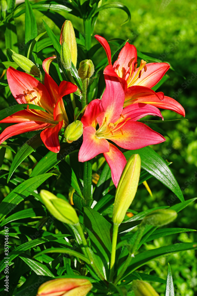 Red, orange and yellow Asiatic lily flower growing in the garden Red, orange and yellow Asiatic lily flower growing in the garden