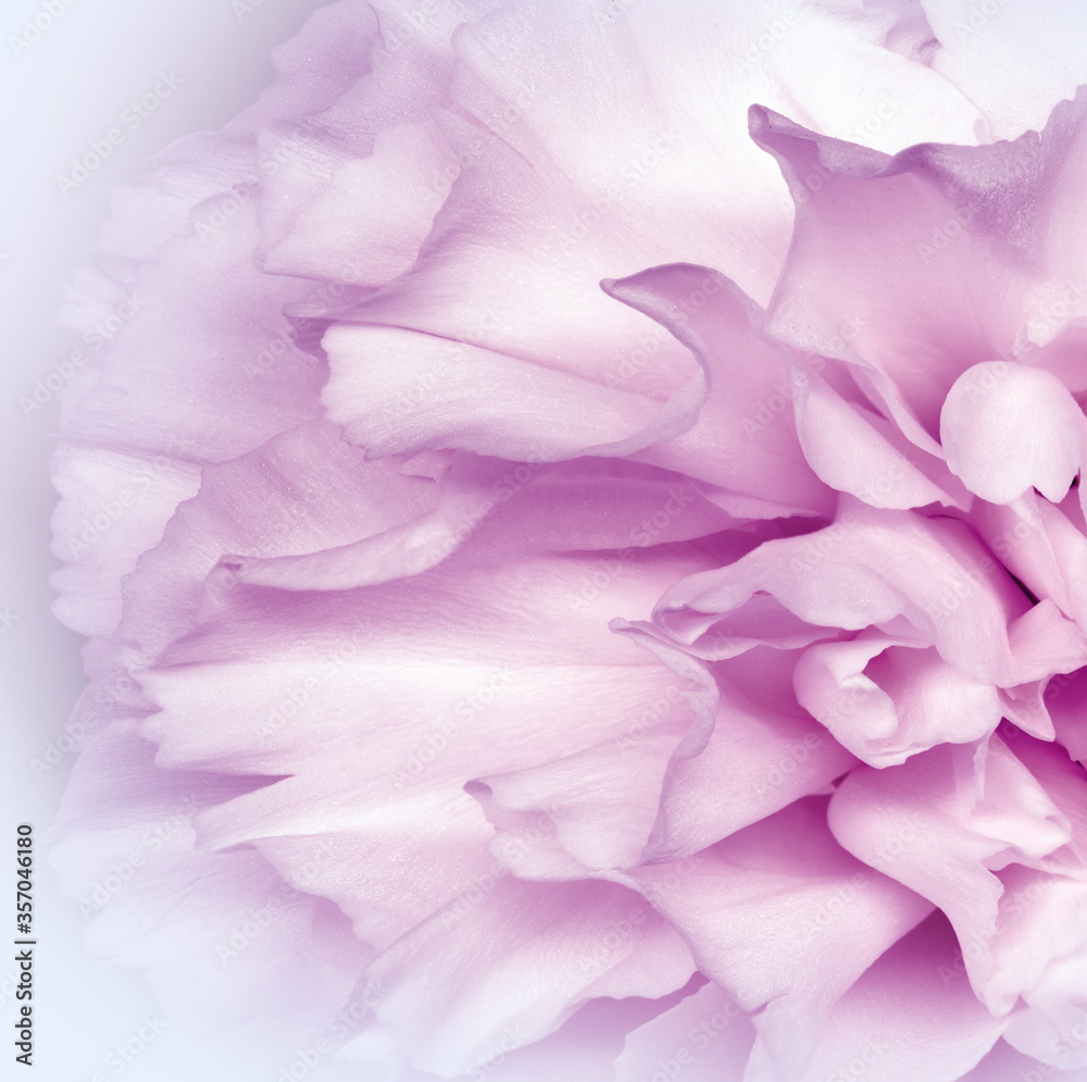 Obraz premium Floral white pink background.. Flower petals close-up. Nature.