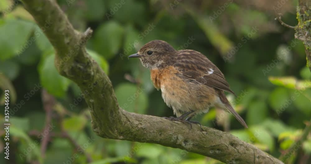 Beautiful Stonechat female bird preening breast feathers in tree slow motion Beautiful Stonechat female bird preening breast feathers in tree slow motion