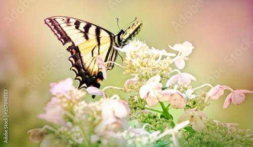 Yellow Swallowtail in hydrangea.