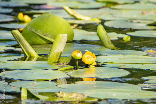 Fotografía Yellow water-lily, flower closeup on a background of green leaves