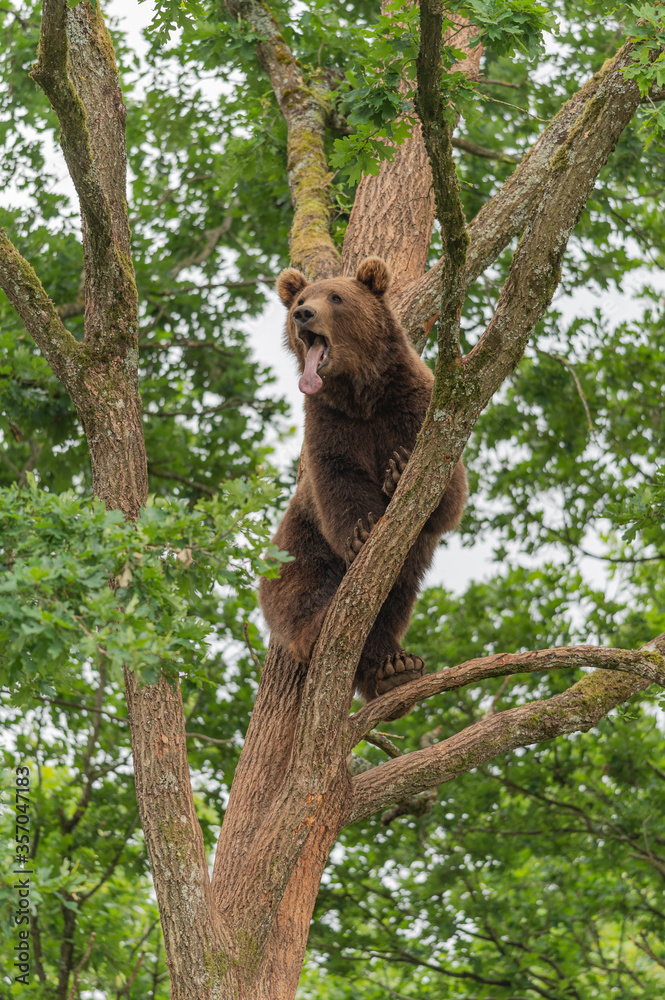 Fototapeta premium european brown bear in a tree