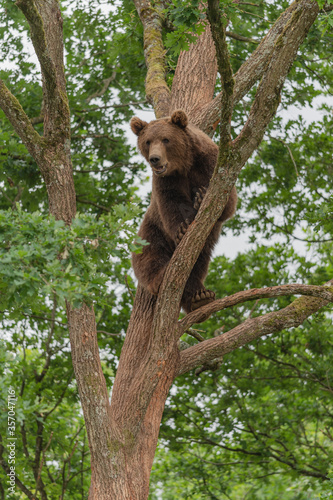 european brown bear in a tree