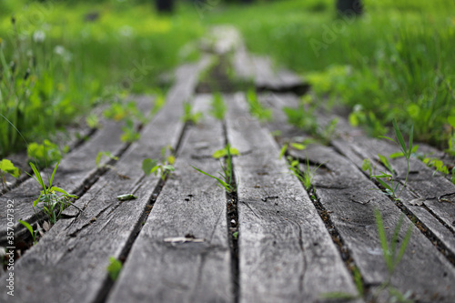An old damaged wooden path in a park with some missing boards and with small green plants between boards. Photo in perspective with selective focus