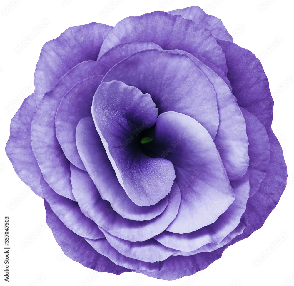 Obraz premium flower violets bright violet. Flower isolated on a white background. No shadows with clipping path. Close-up. Nature.