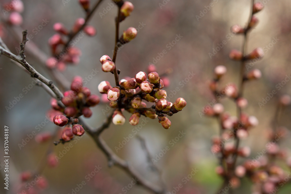 Tender tree blossom. Spring time flowers, apricot tender blooming on the blurred background. Pastel pink cherry flowering.