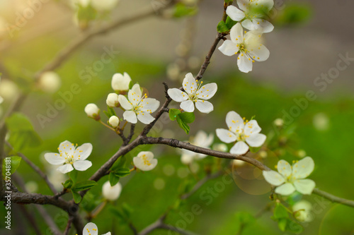 Tender tree blossom. Springtime flowers, apricot tender blooming on the blurred background. Pastel pink cherry flowering.