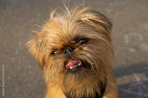 Small Brussels Griffon puppy portrait.   Griffon Bruxellois dog breed. photo
