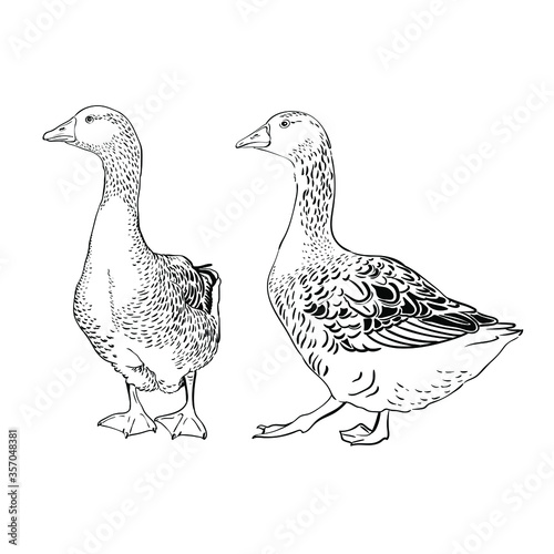 Goose, geese farm premium quality isolated on white background. Premium element design packaging. Monochrome Illustration Vector Sketch hand drawn. Graphics. Black and white
