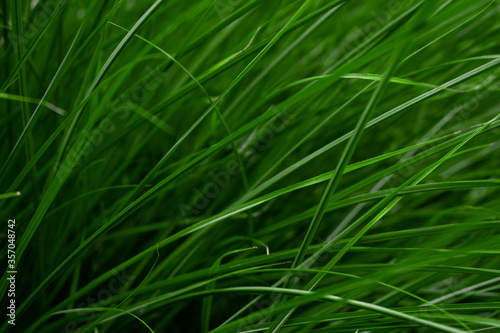 Green grass