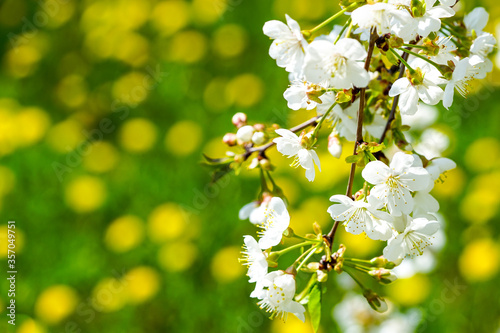 white cherry blossoms on a blurred background with a green meadow with yellow dandelion flowers