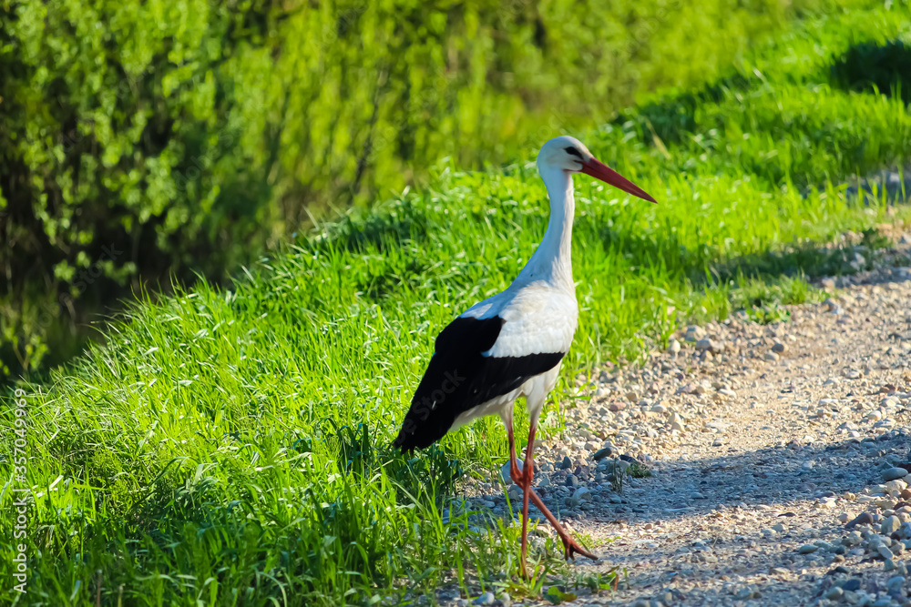 Fototapeta premium A beautiful stork stepped on the road in the forest. Stork close up