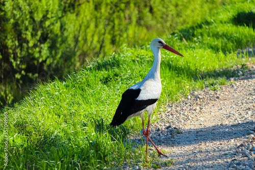 A beautiful stork stepped on the road in the forest. Stork close up photo